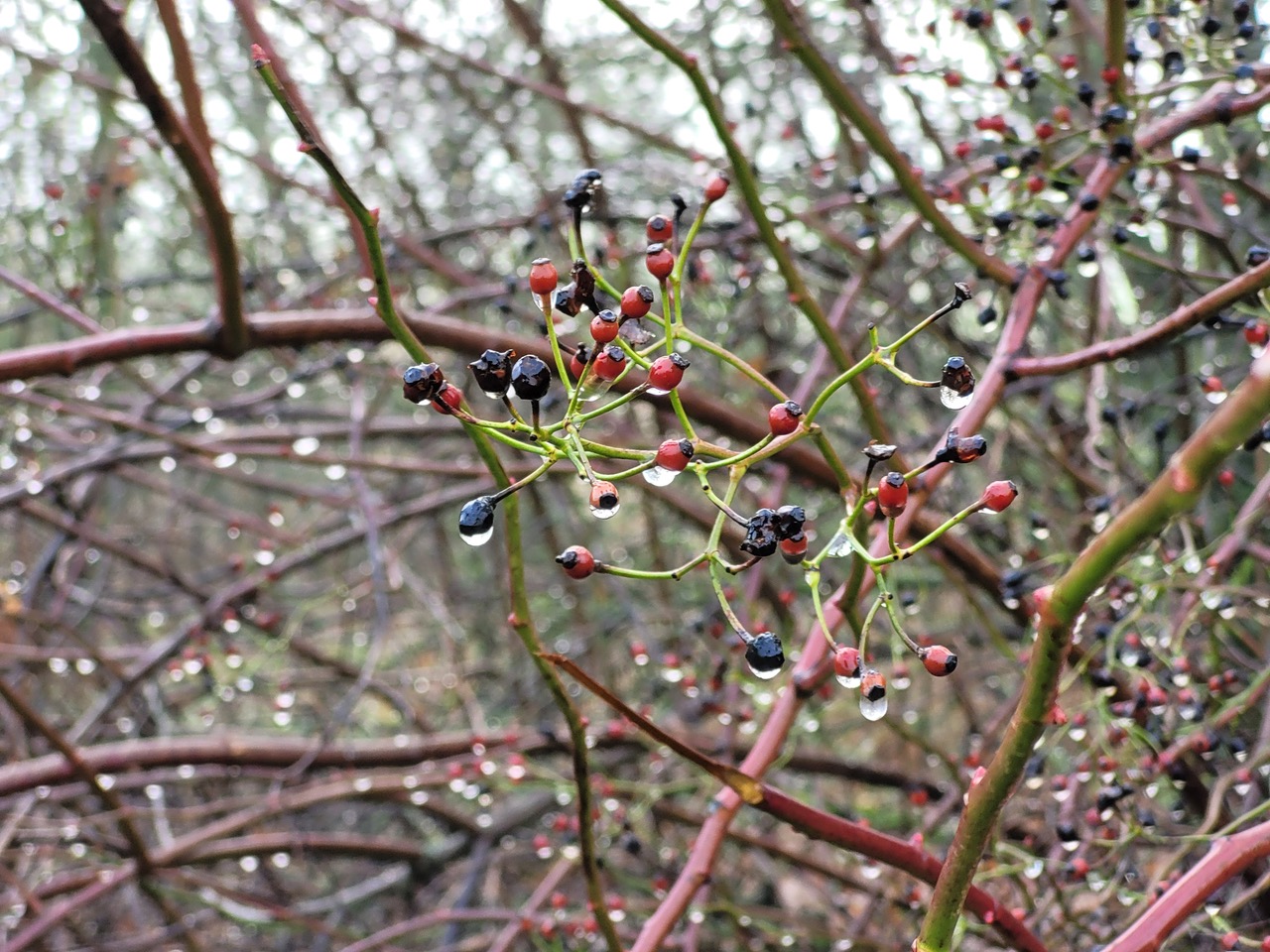 Beeren