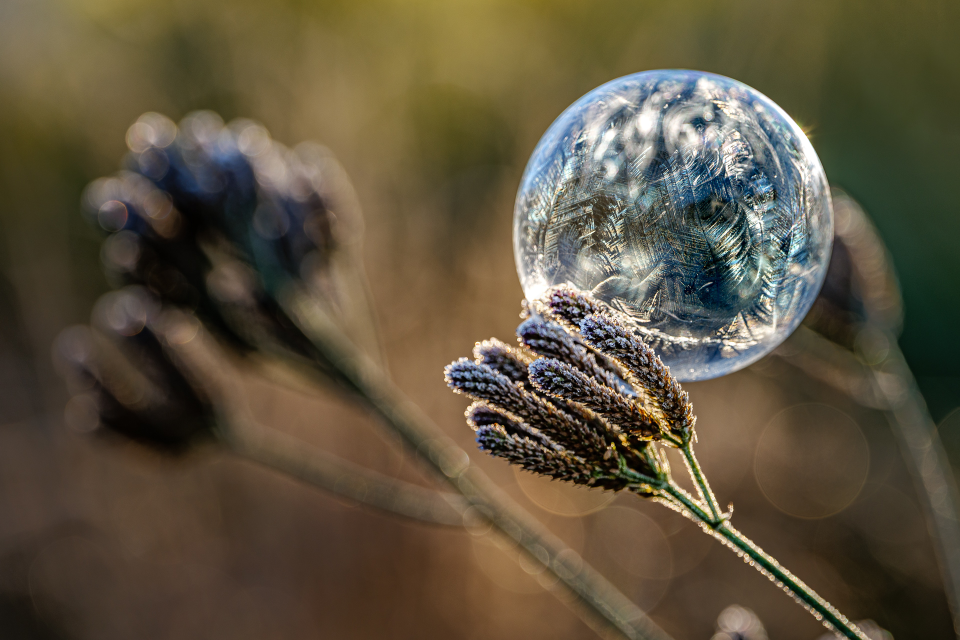 World_in_a_Bubble